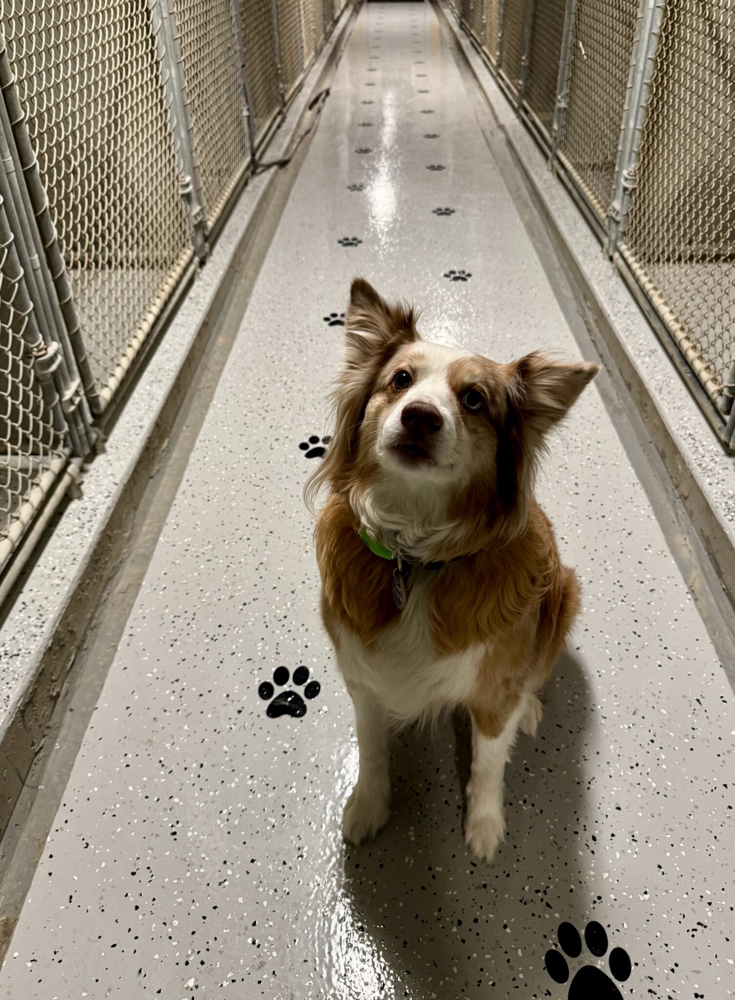 Sunny Ridge Kennels Dog and Cat Boarding - Sunny Ridge Kennels - Mt. Crawford, VA