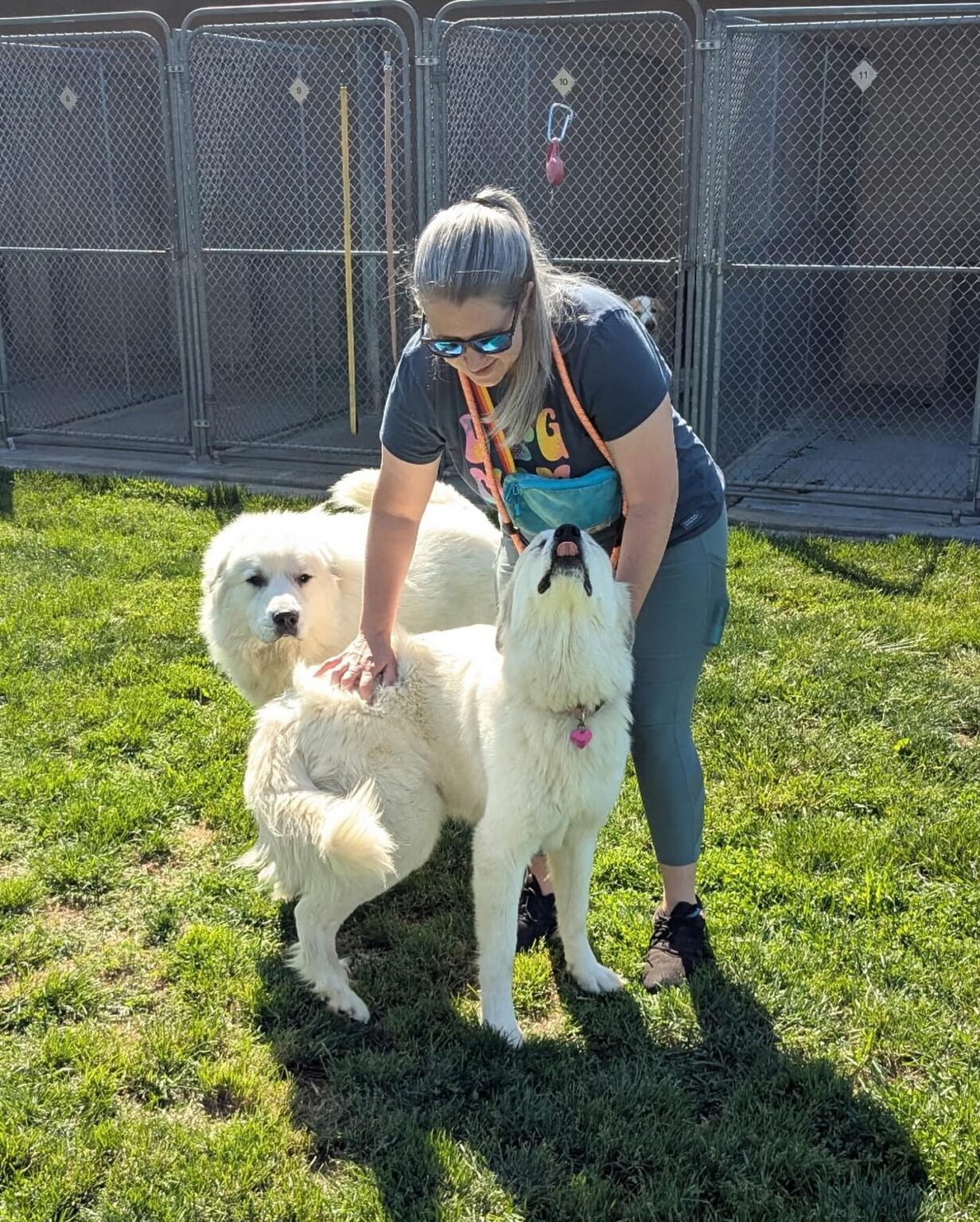 Sunny Ridge Kennels Dog and Cat Boarding - Sunny Ridge Kennels - Mt. Crawford, VA