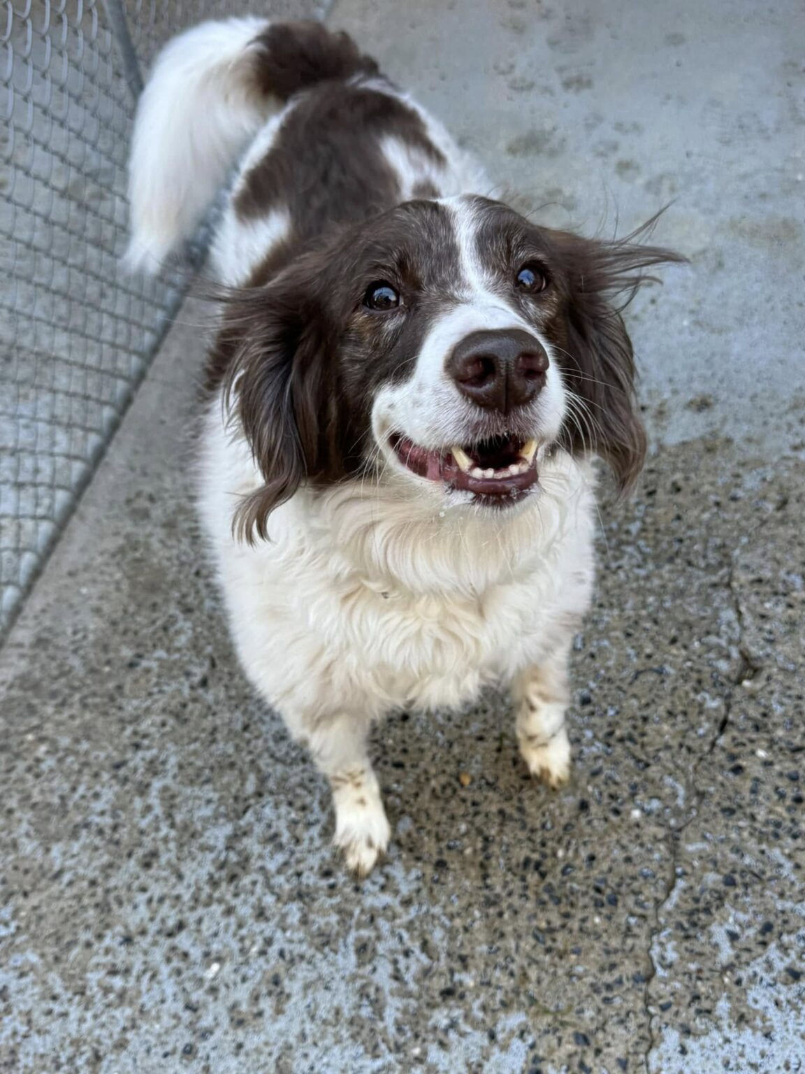 Sunny Ridge Kennels Dog and Cat Boarding - Sunny Ridge Kennels - Mt. Crawford, VA