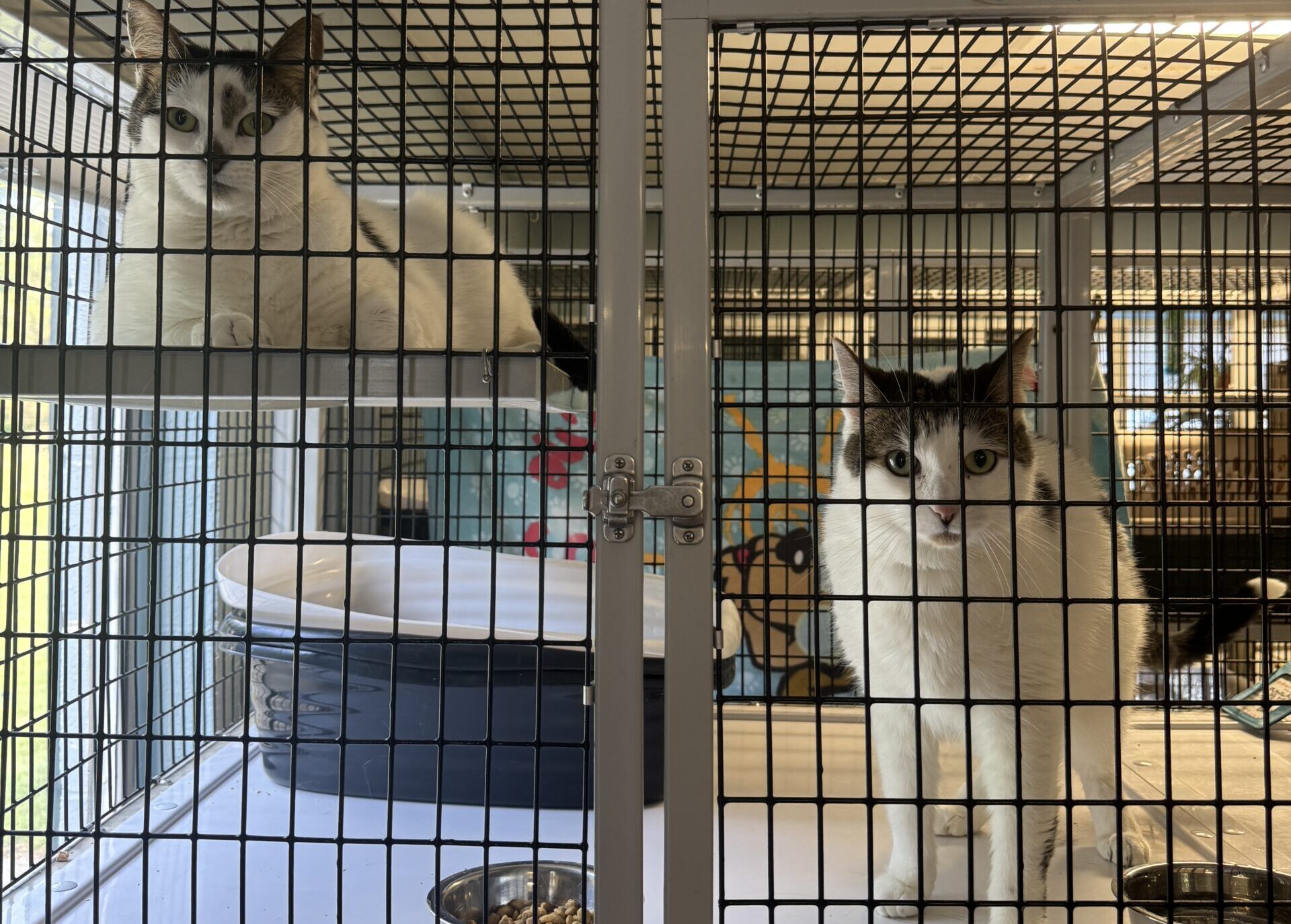 2 cats in condo